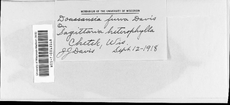 Doassansiopsis furva image