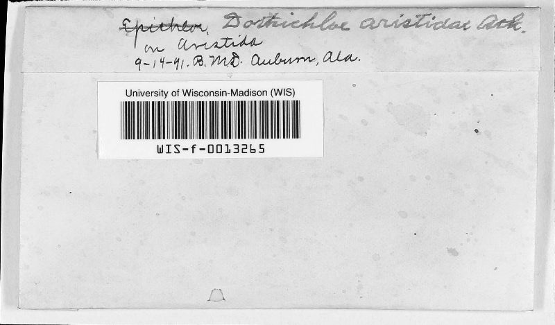 Balansia aristidae image