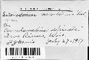 Diplocarpon mespili image