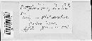 Entyloma compositarum image