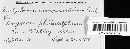 Entyloma compositarum image