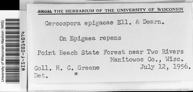 Cercospora epigaeae image