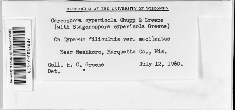 Cercospora cypericola image