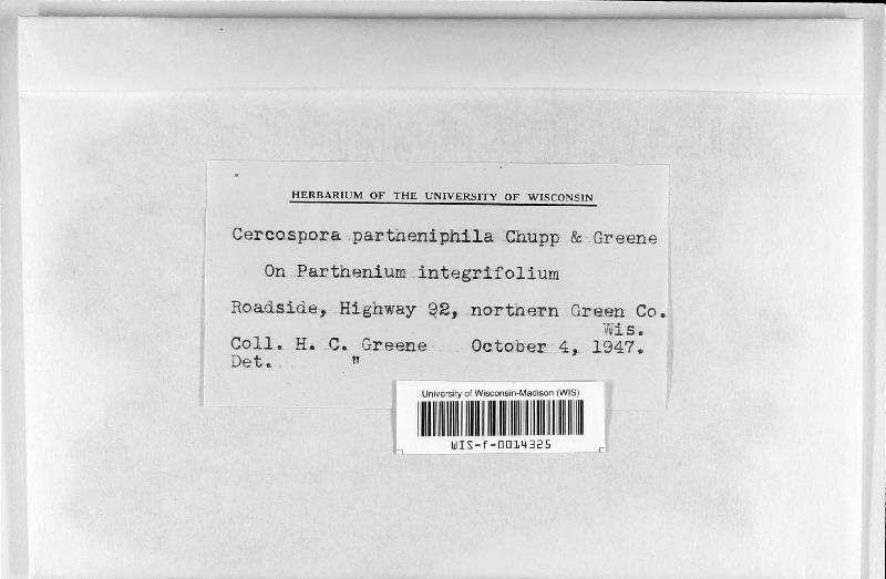 Cercospora partheniphila image