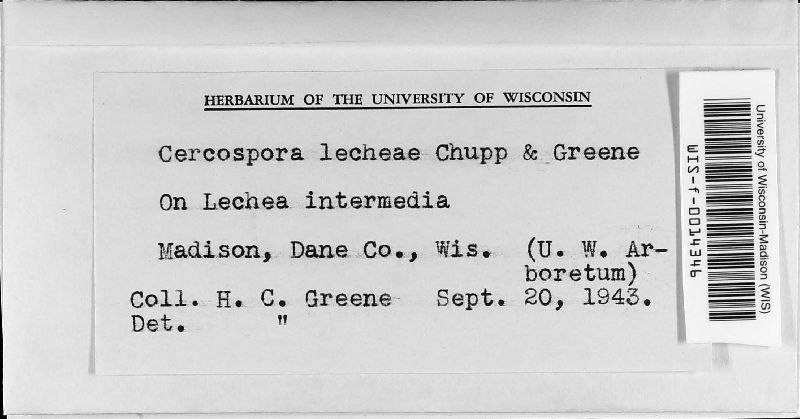 Cercospora lecheae image