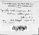 Golovinomyces cichoracearum image