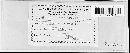 Golovinomyces cichoracearum image