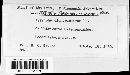 Golovinomyces cichoracearum image