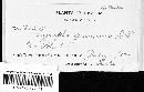 Blumeria graminis image