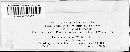Blumeria graminis image