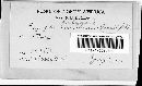 Erysiphe polygoni image