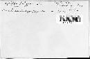 Erysiphe polygoni image