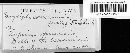 Erysiphe polygoni image