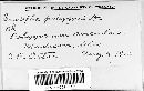 Erysiphe polygoni image