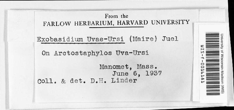 Exobasidium uvae-ursi image