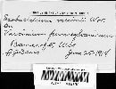 Exobasidium vaccinii image