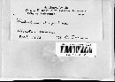 Fistulina hepatica image