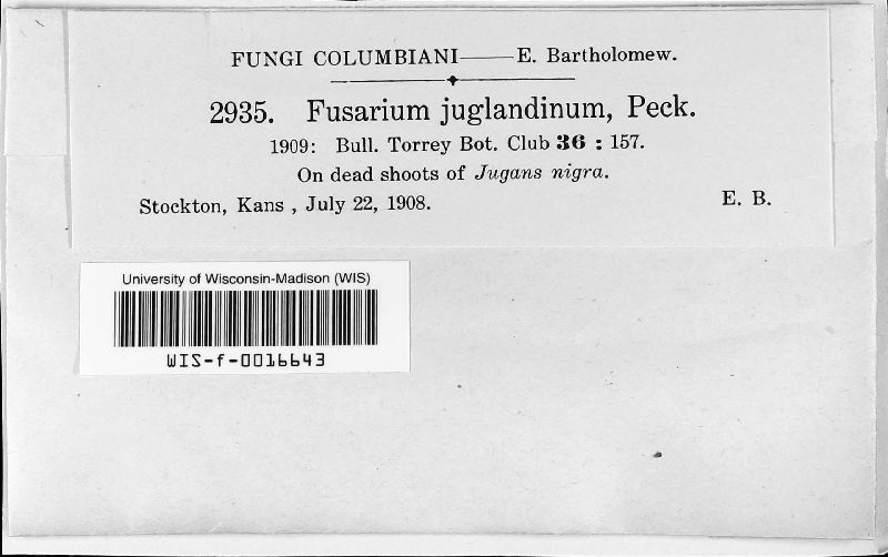 Fusarium juglandinum image
