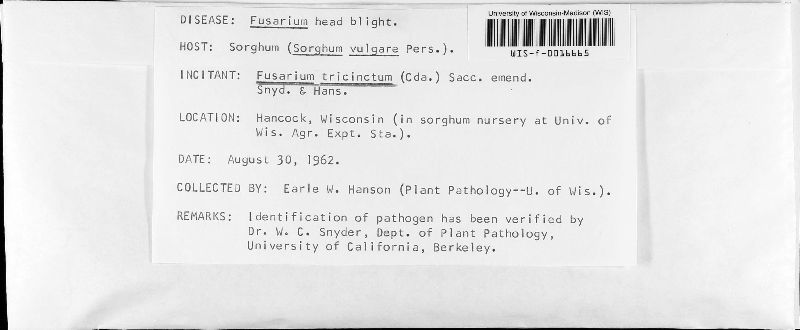 Fusarium tricinctum image