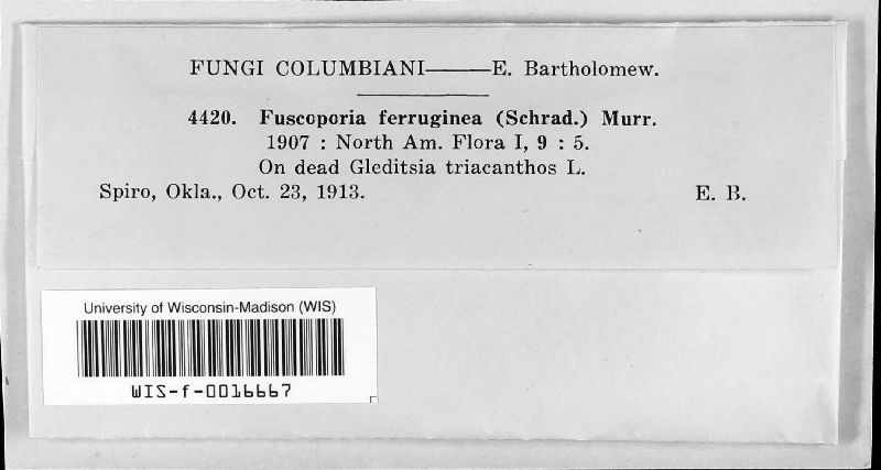 Fuscoporia image
