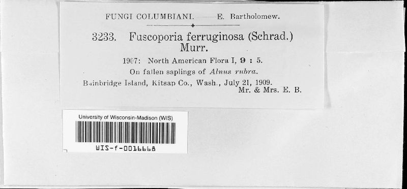 Fuscoporia ferruginosus image