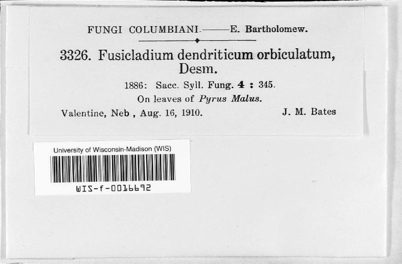 Fusicladium orbiculatum image