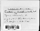 Venturia inaequalis image