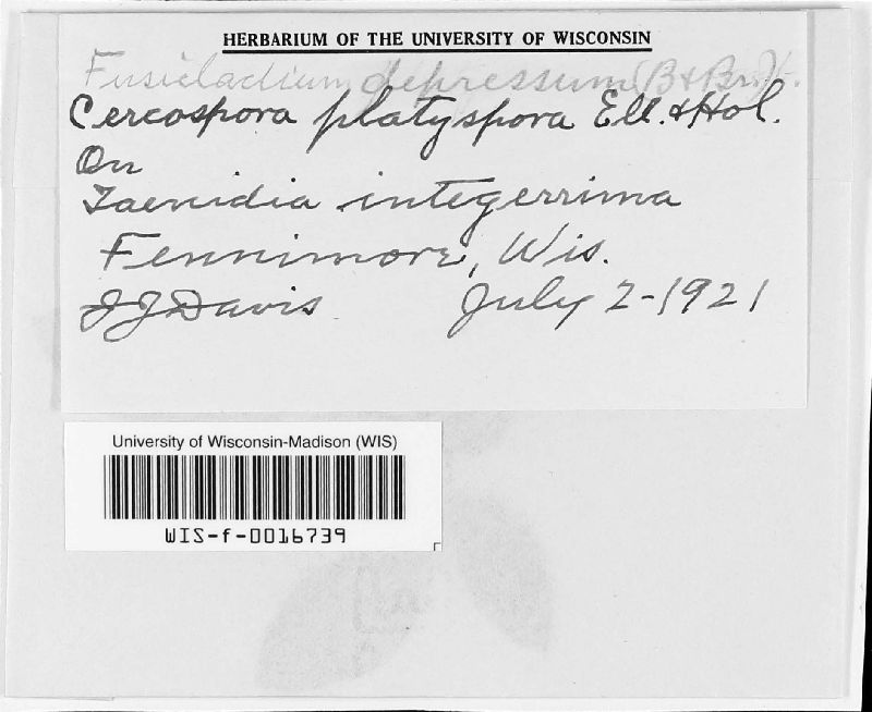 Fusicladium depressum var. platysporum image