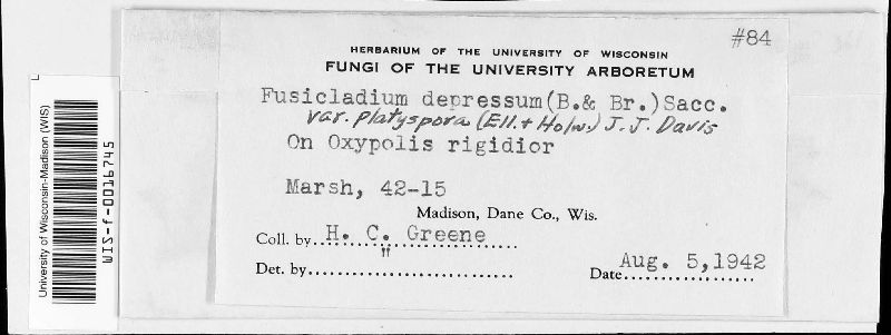 Fusicladium image