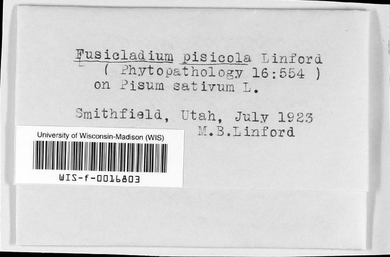 Fusicladium pisicola image