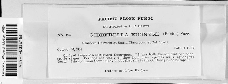 Gibberella euonymi image