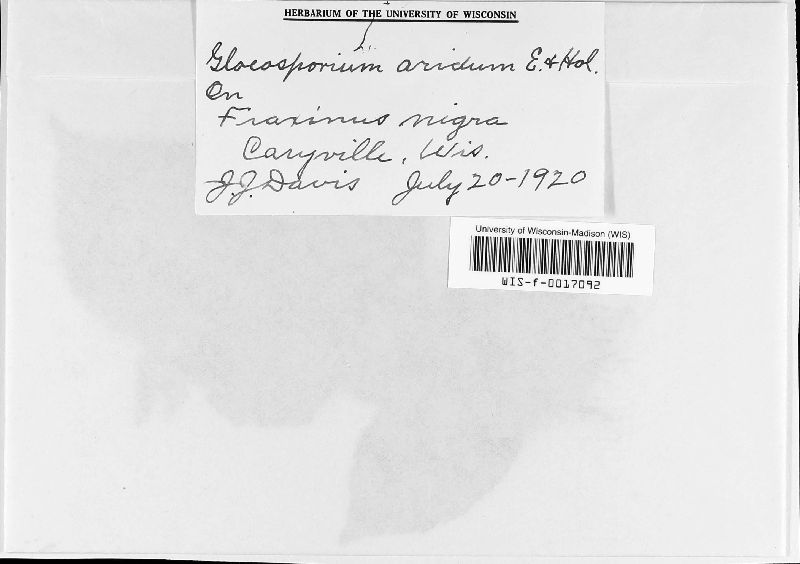 Gloeosporium aridum image