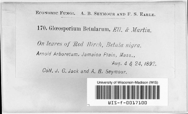 Gloeosporium betularum image