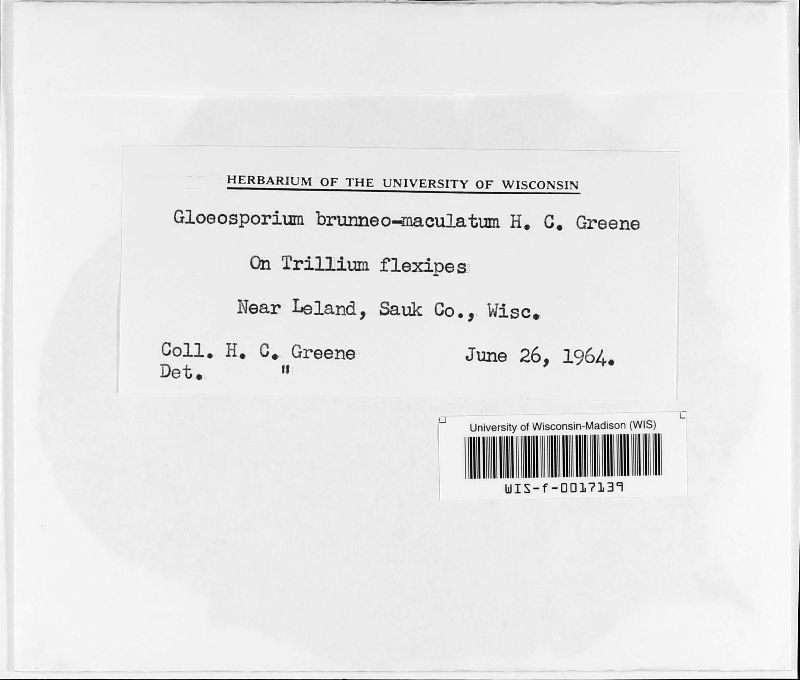 Gloeosporium brunneomaculatum image
