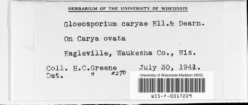 Gloeosporium caryae image
