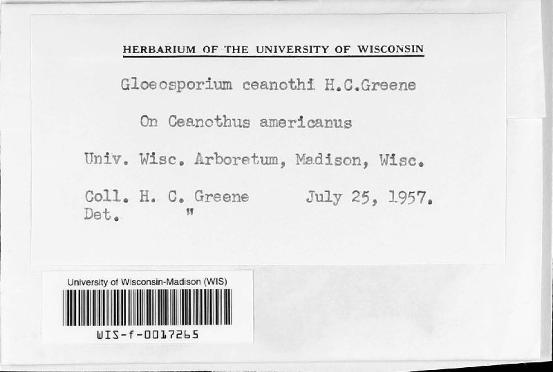 Gloeosporium ceanothi image