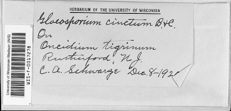 Gloeosporium cinctum image