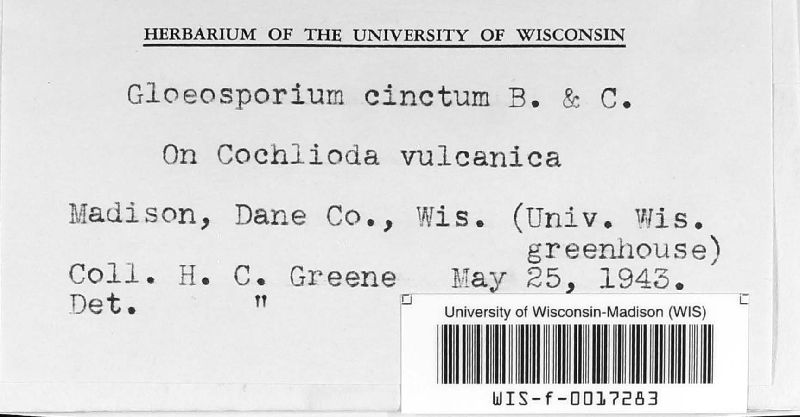 Gloeosporium cinctum image