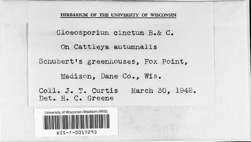 Gloeosporium cinctum image