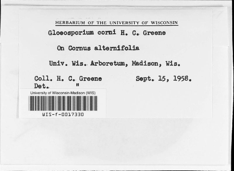 Gloeosporium corni image