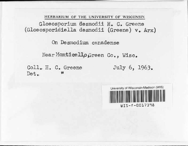 Gloeosporium desmodii image