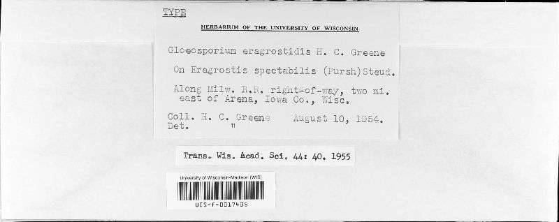 Gloeosporium eragrostidis image