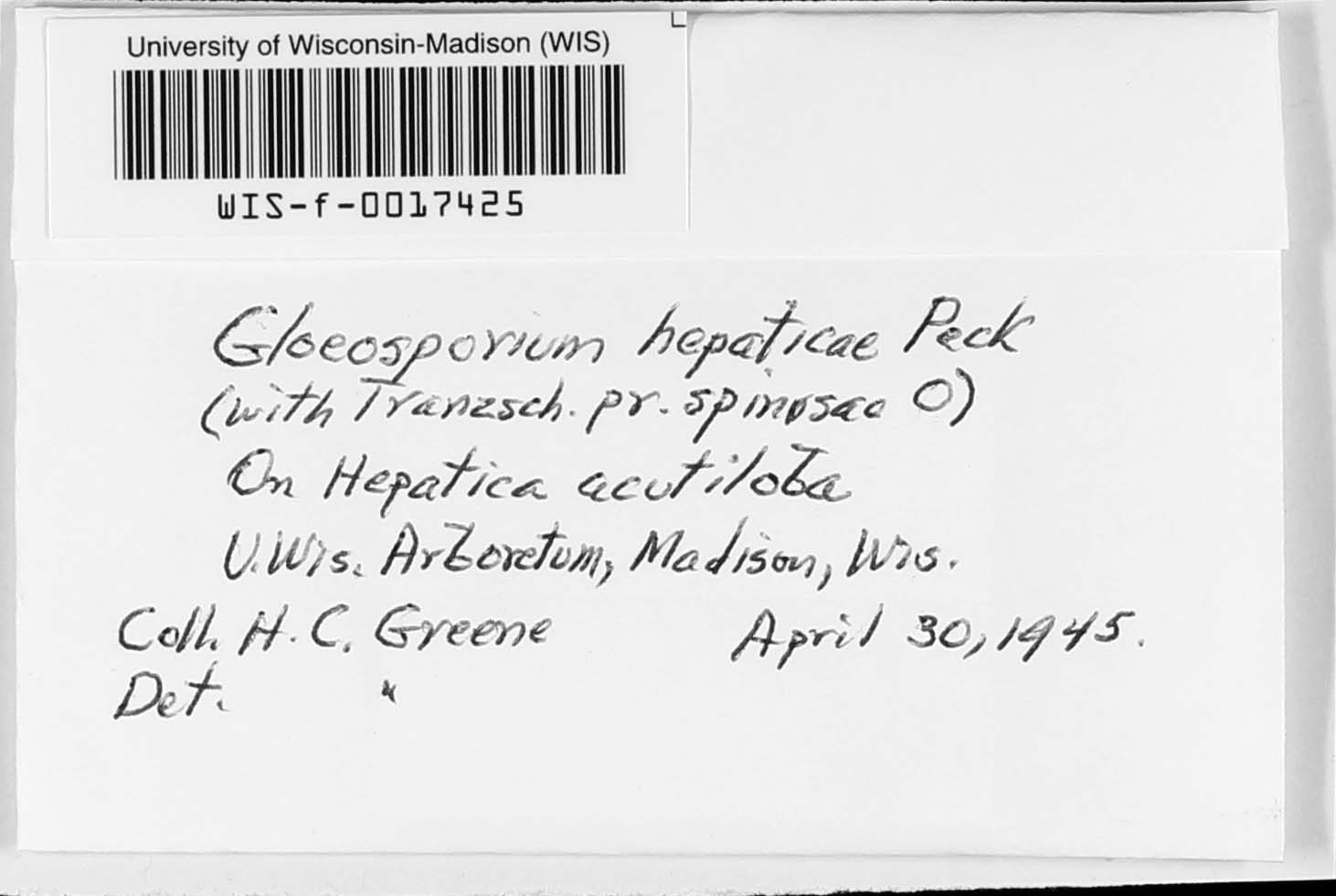 Gloeosporium hepaticae image