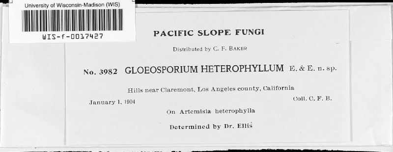 Gloeosporium heterophyllum image