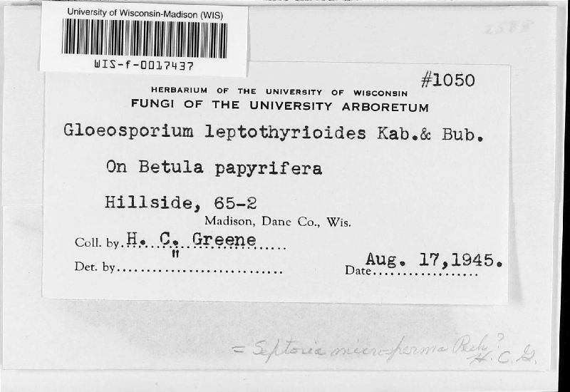 Gloeosporium leptothyrioides image
