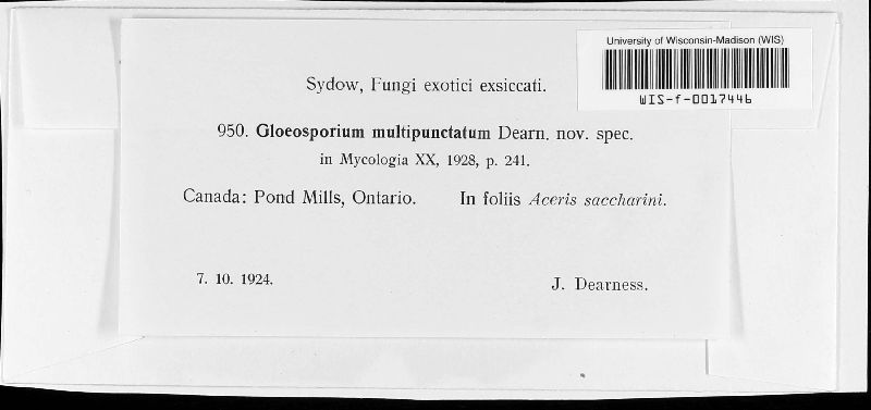 Gloeosporium multipunctatum image