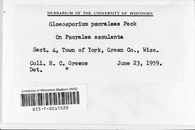 Gloeosporium psoraleae image