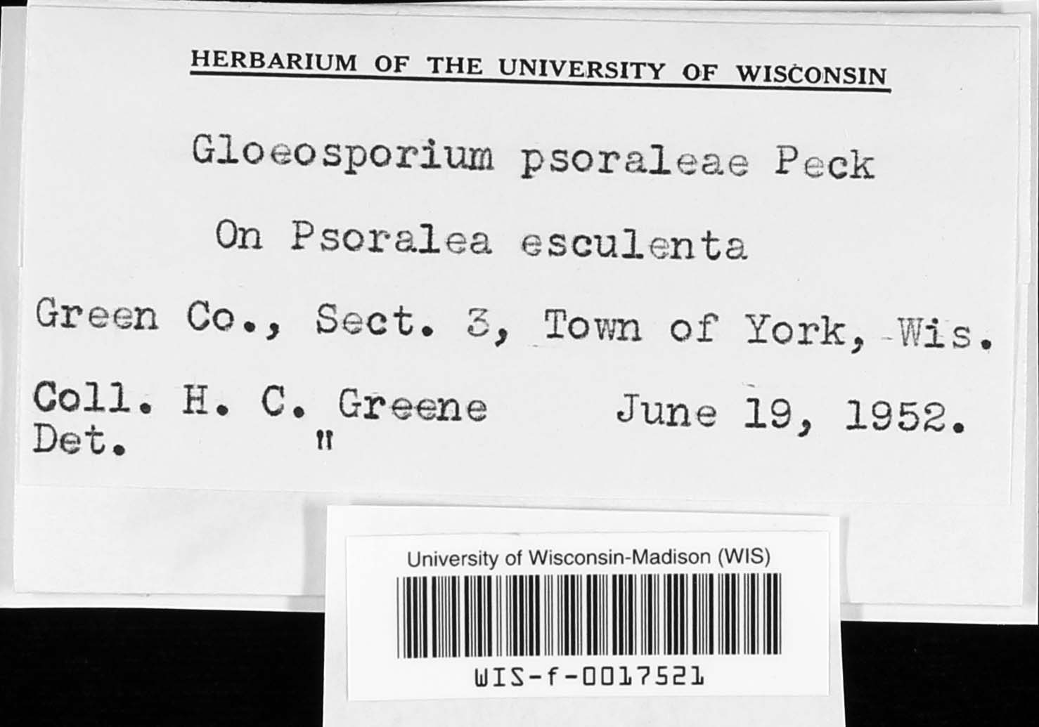 Gloeosporium psoraleae image