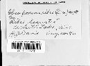 Drepanopeziza ribis image