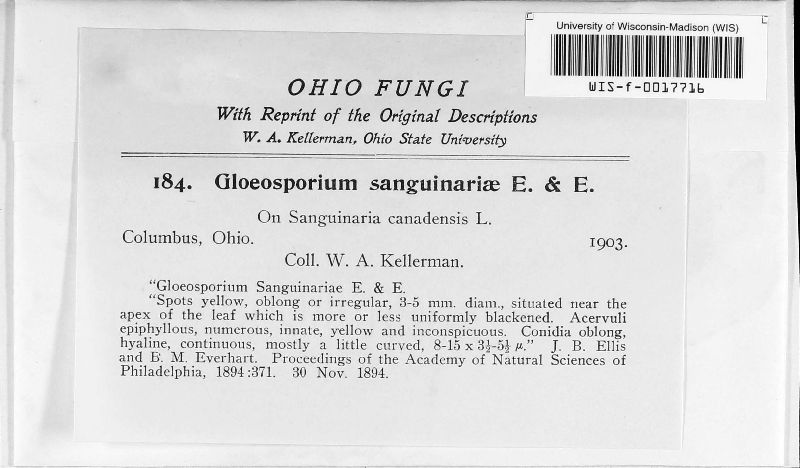 Gloeosporium sanguinariae image